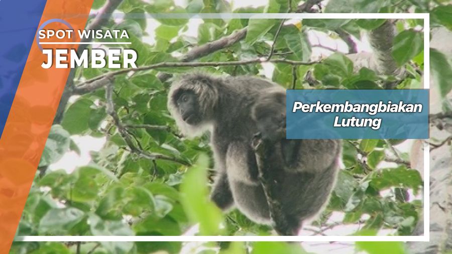 Perkembangbiakan Lutung, Jember 