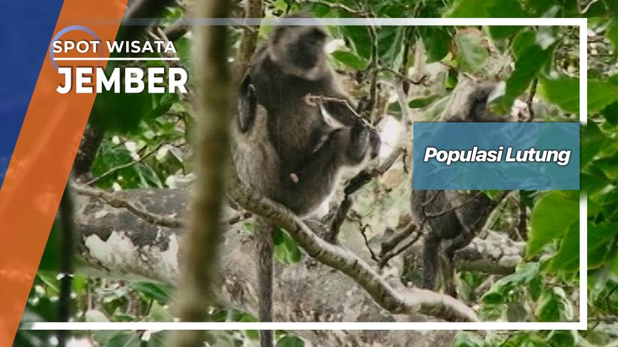 Populasi Lutung budeng, Jember 