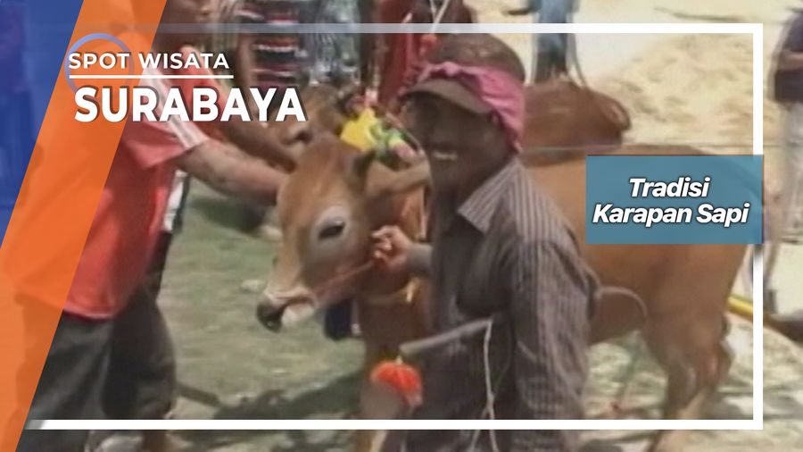 Tradisi Karapan Sapi Taman Kenjeran Surabaya