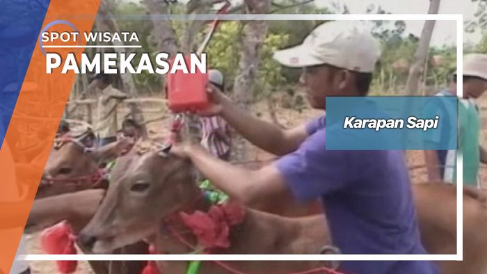 Tradisi Karapan Sapi Lapangan Pakong Desa Pademawu Pamekasan 