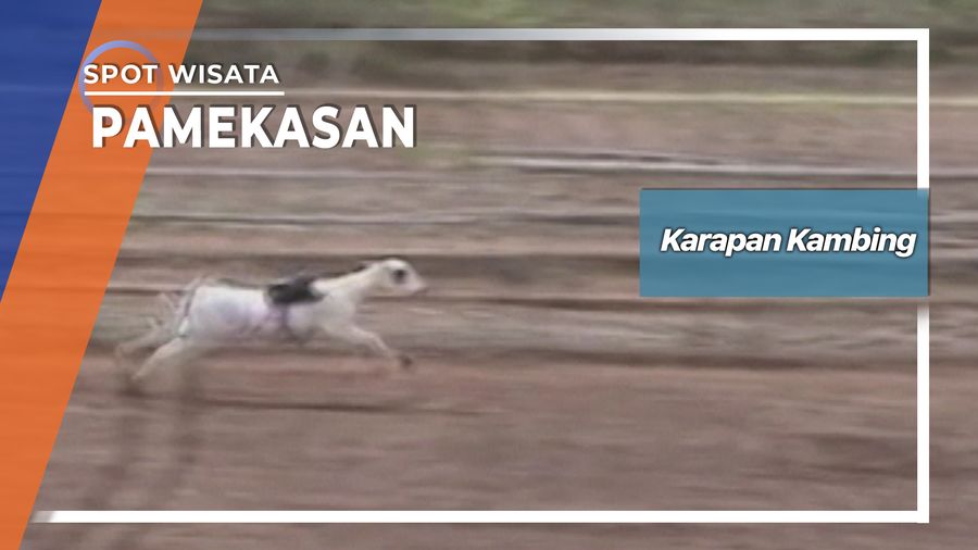 Karapan Kambing Dusun Garuk Blumbungan Pamekasan 