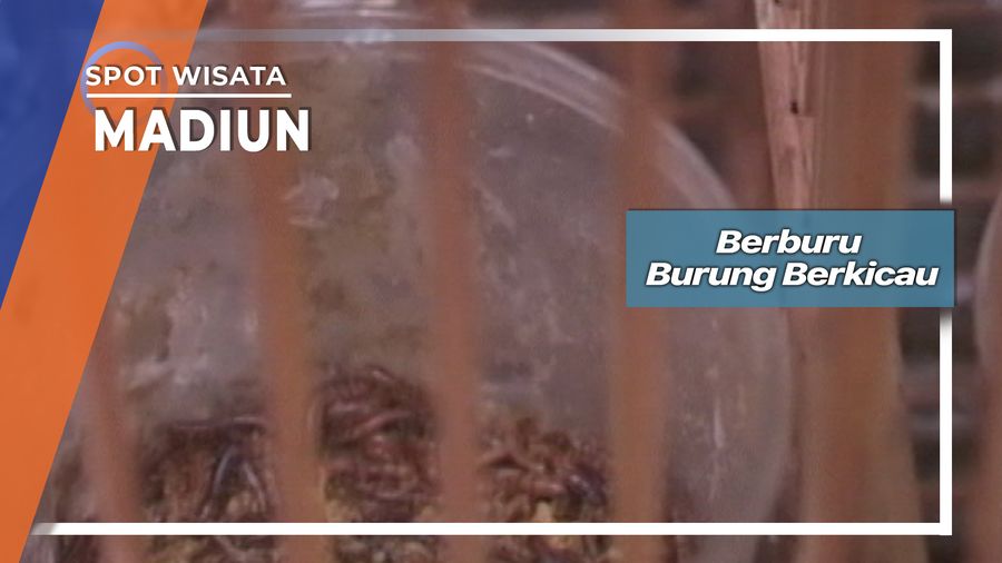 Berburu Burung Berkicau Di Desa Tempusari Madiun 