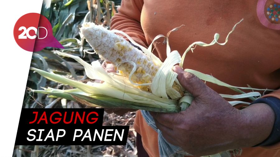 Kawanan Moyet Liar Serang Lahan Jagung Warga Ponorogo