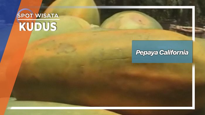 Pepaya California, Pohon Mungil Dari Margorejo Kudus   