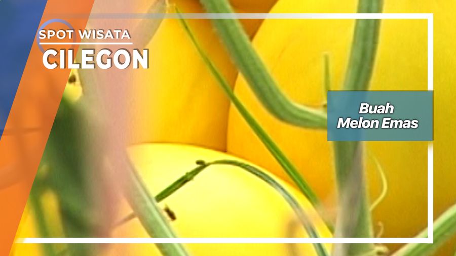 Budidaya Melon Golden Cikerai Mancak Cilegon 