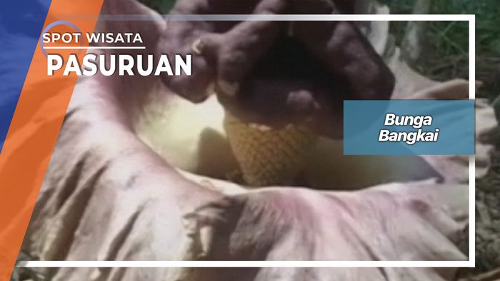 Bunga Bangkai, Pasuruan