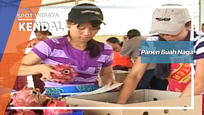 Panen Buah Naga, Kendal 