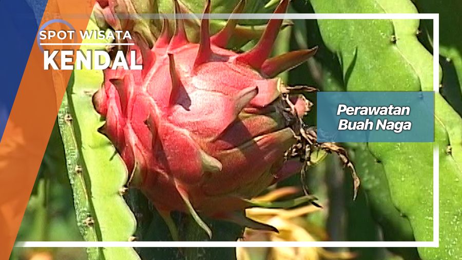 Perawatan Buah Naga, Kendal