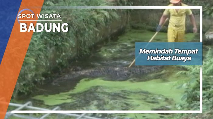 Memindah Tempat Habitat Buaya, Badung