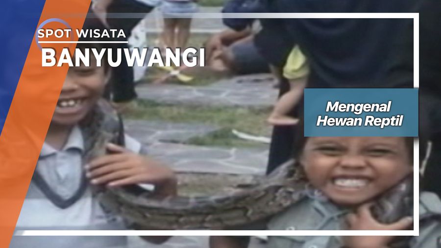 Mengenal Hewan Reptil, Banyuwangi 