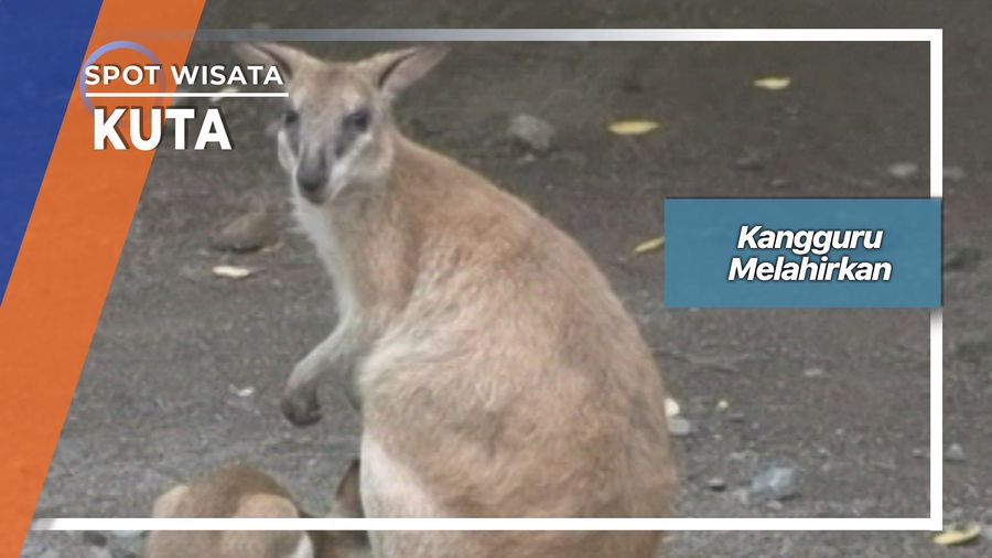 Kangguru Melahirkan, Kuta