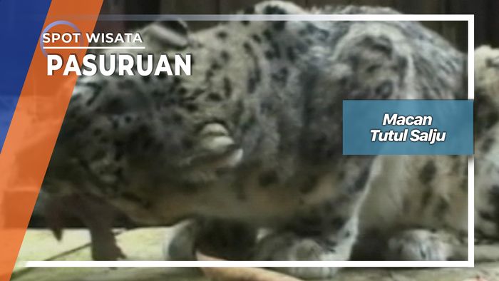 Macan Tutul Salju, Bogor