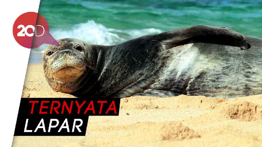 Lucu Banget! Momen Singa Laut Sapa Turis di Atas Kapal