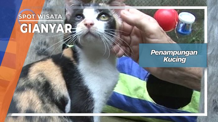Penampungan Kucing, Gianyar