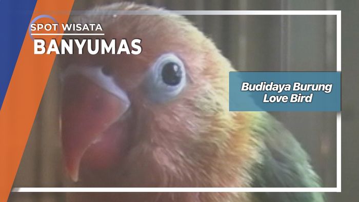 Budidaya Burung Love Bird, Banyumas