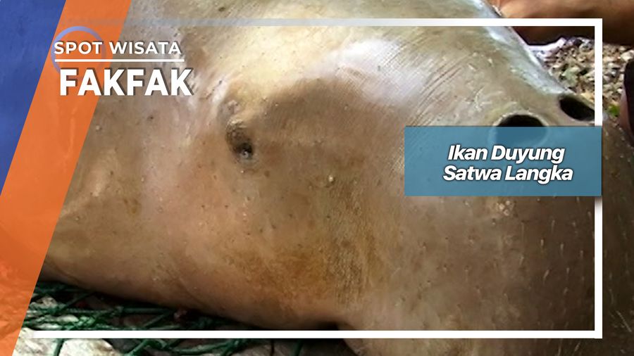 Ikan Duyung Satwa Langka, Fakfak