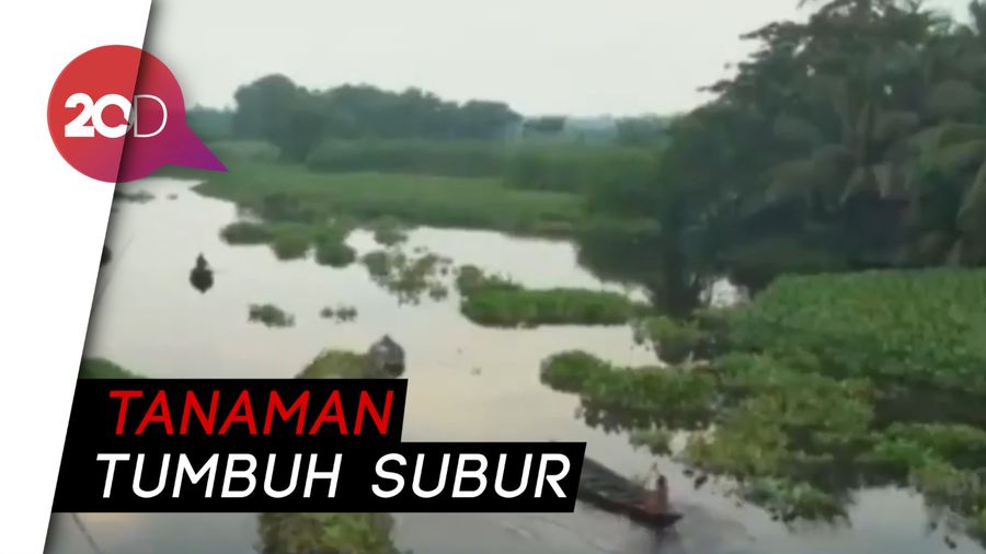 Gundukan Eceng Gondok di Bangladesh Ternyata Kebun Apung