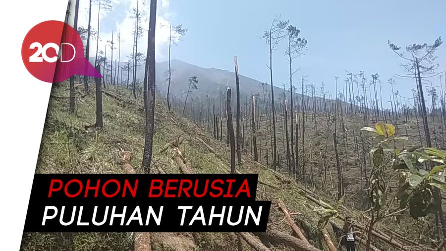 Hutan di Lereng Merbabu Nyaris Gundul Gegara Terjangan Angin Kencang
