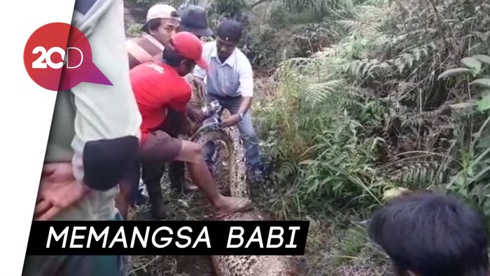 Ular Piton Raksasa Ditemukan di Bengkalis, Panjangnya 8 Meter