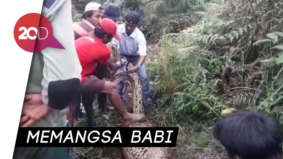 Ular Piton Raksasa Ditemukan di Bengkalis, Panjangnya 8 Meter