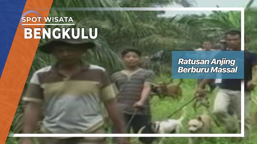 Anjing Pemburu, Bengkulu  