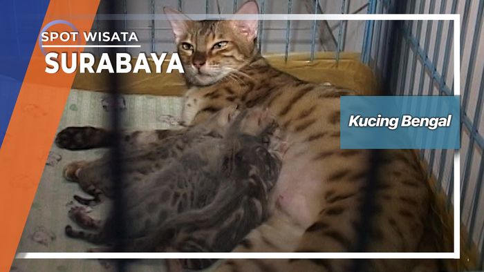 Kucing Bengal Dari Surabaya  