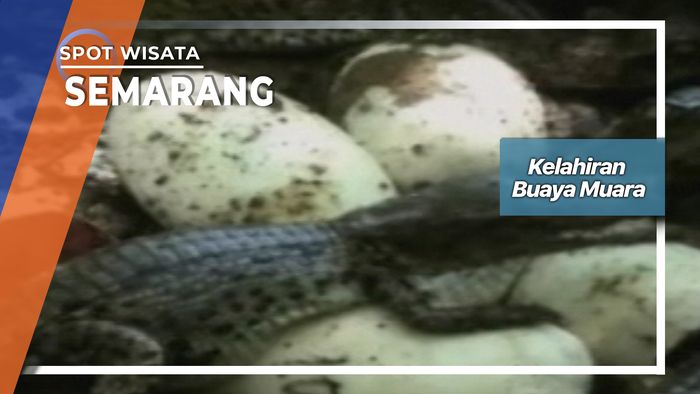Kelahiran Buaya Muara Mangkang Semarang 