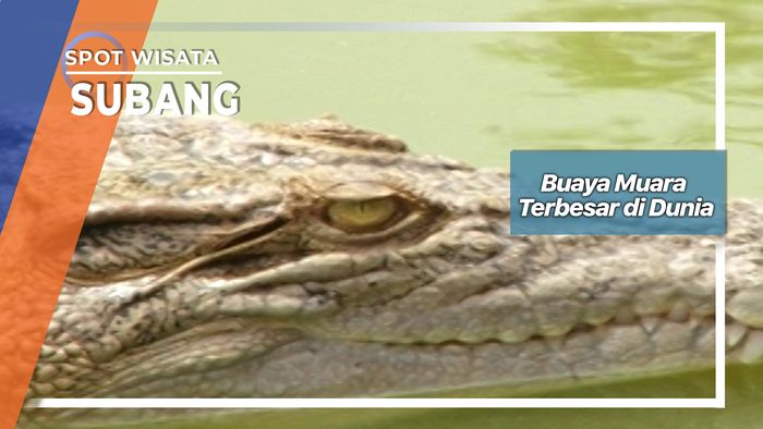 Penangkaran 400 Ekor Buaya Muara Di Blanakan Subang 