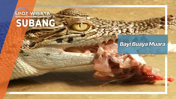 Memberi Makan Buaya Muara Di Penangkaran Blanakan Subang  