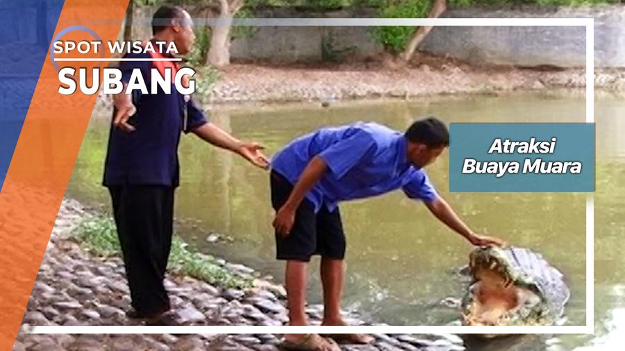 Atraksi Berbahaya Buaya Muara Penangkaran Blanakan Subang   