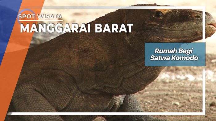 Rumah Bagi Satwa Komodo Pulau Rinca Manggarai Barat   