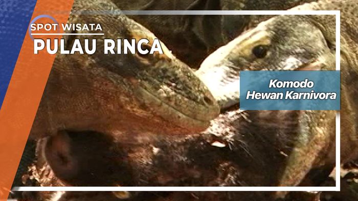 Komodo Hewan Karnivora Yang Dilindungi Pulau Rinca Manggarai Barat    