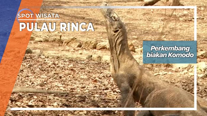 Perkembangbiakan Komodo Pulau Rinca Manggarai Barat 