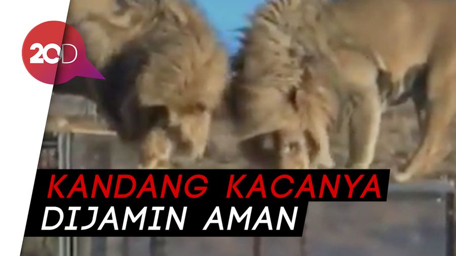 Berani Bertemu Singa Liar dari Kotak Kaca Ini?