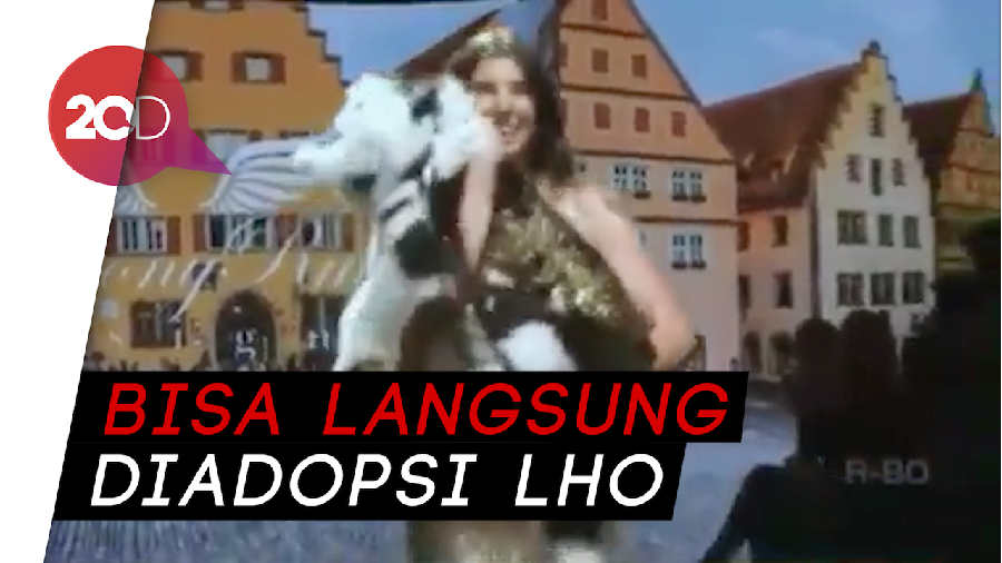 Gemas! Melihat Anjing-anjing Melenggang Cantik Bak Model