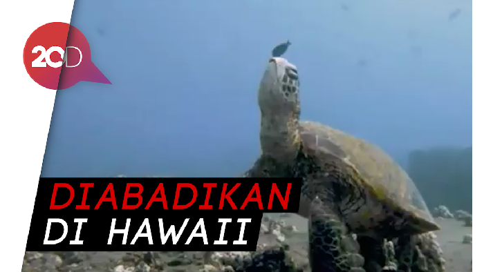 Santuy Abis! Momen Unik Kura-kura Tertidur di Dalam Laut