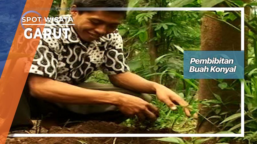 Pembibitan Buah Konyal, Si Markisa-Garut Di Sindangsari 