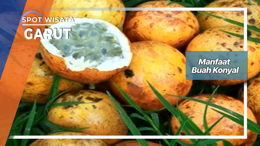 Manfaat Buah Konyal, Si Markisa-Garut Di Sindangsari