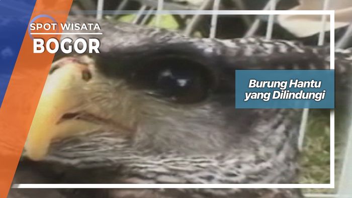 Burung Hantu yang Dilindungi, Bogor