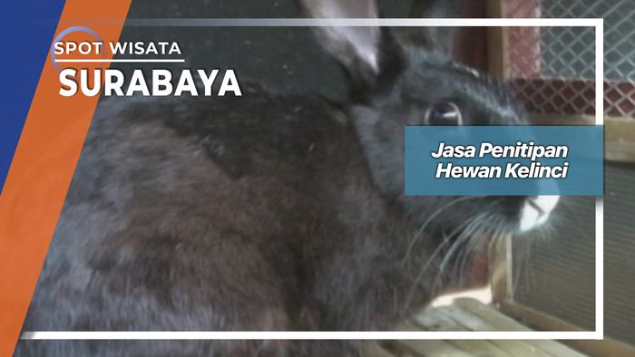 Jasa Penitipan Hewan Kelinci, Surabaya