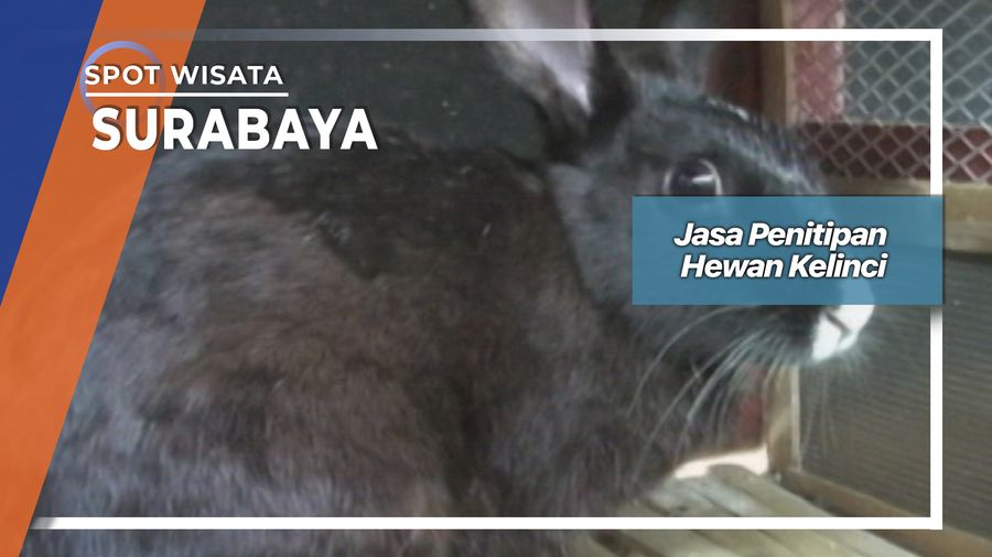 Jasa Penitipan Hewan Kelinci, Surabaya