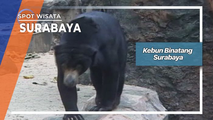 Kebun Binatang Surabaya, Surabaya