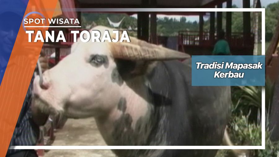 Tradisi Mapasak Kerbau, Tana Toraja 