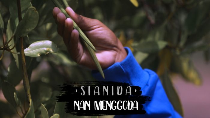 Mengolah Sianida Malra Menjadi Keripik Bakau nan Menggoda