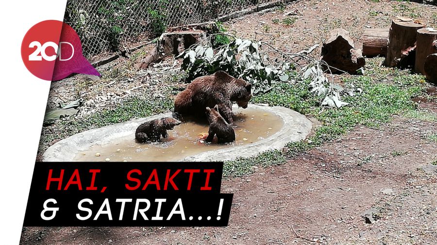 Gemas! Melihat Tingkah Dua Anak Beruang di Taman Safari Prigen