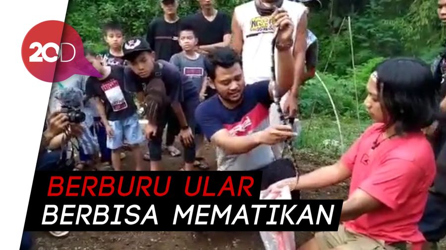 Saat Panji Petualang Buru Ular Pembunuh Suami-Istri