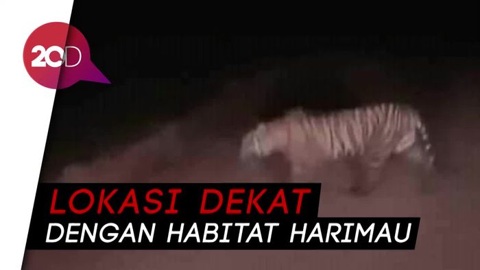 Harimau Penerkam Pekerja Masih Berkeliaran di Hutan Konsesi Riau