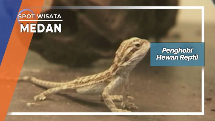 Penghobi Hewan Reptil, Medan