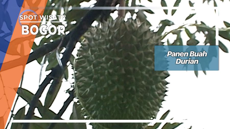 Panen Buah Durian, Bogor