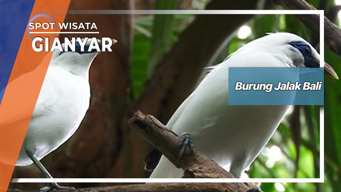 Burung Jalak Bali, Gianyar